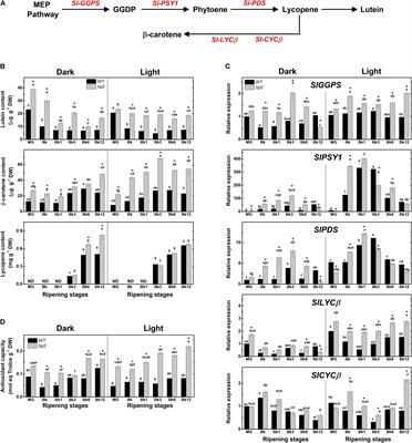 Light, Ethylene and Auxin Signaling Interaction Regulates Carotenoid Biosynthesis During Tomato Fruit Ripening